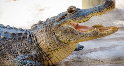 Crocodile makes herself pregnant