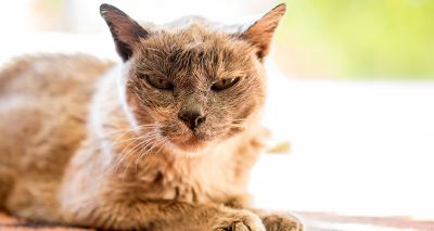 Senior cat adoption falls, survey says