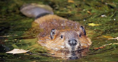 More beavers moved as numbers increase