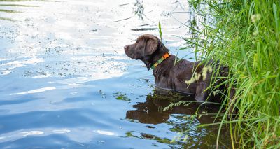 Owners urged to keep dogs away from blue-green algae