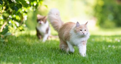 Study discovers contraception alternative for female cats