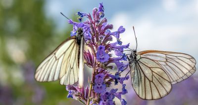 ‘Extinct’ butterfly spotted in England