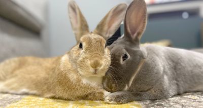 Majority of pet rabbits now house rabbits