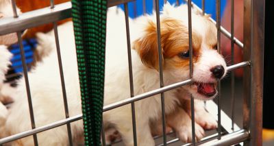 Public want legislation against puppy smuggling, poll shows