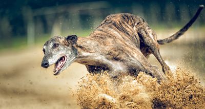 Charities concerned by number of greyhound racing deaths