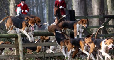 Calls for anti-hunting laws to be strengthened