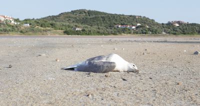 Northern Ireland launches online service to report dead birds