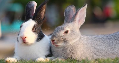 Nearly half of UK pet rabbits live alone