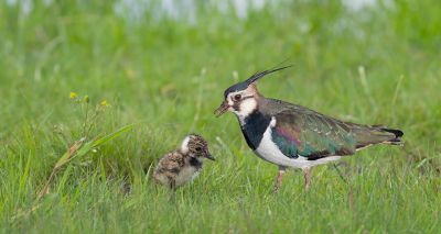 Lapwing conservation project reports early success
