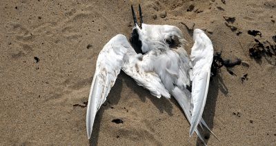 Beachgoers urged to report dead birds