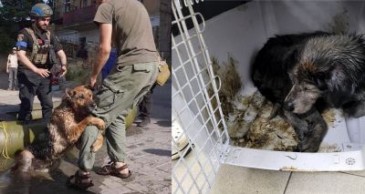 Urgent appeal to support pet rescue from Kherson floods