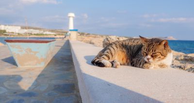 Outbreak of feline infectious peritonitis hits Cyprus