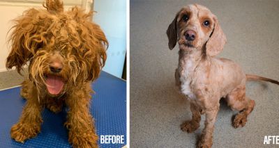 Groomers make big difference to stray cockapoo