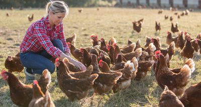 New treatment tackles antibiotic-resistant chicken infections