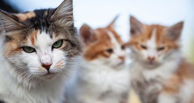 New cat population model shows impact of neutering