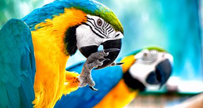 First Parrot Awareness Week launched