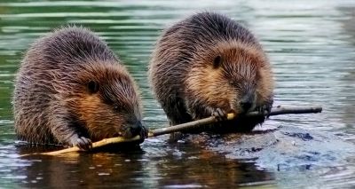 National Trust reintroduces beavers to Wallington