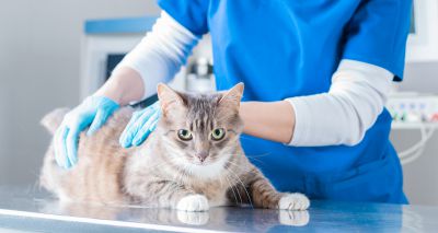 Cats test positive for avian flu in Poland