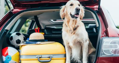 BVA issues travel guidance to pet owners