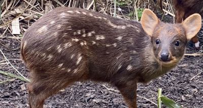 Tiny deer born at Chester Zoo