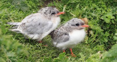 Over 600 Arctic tern chicks die at breeding site