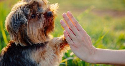 Dog and human brains process body postures similarly, study finds