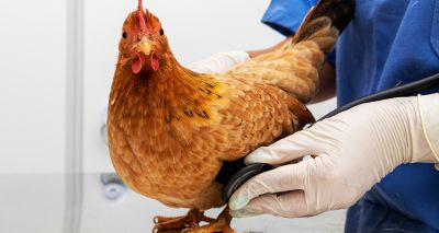 Poultry diagnostics guide for vets launched