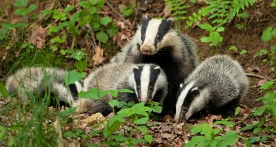 MPs urged to end UK badger cull
