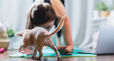 Puppy yoga investigation raises welfare concerns