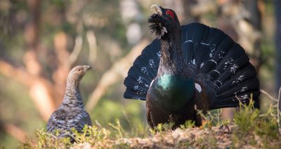 New hope for endangered capercaillie after latest count
