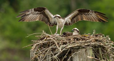 Breeding birds responding slowly to climate change, study shows