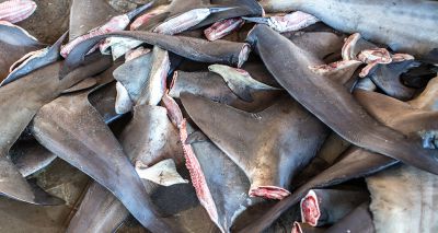 Government cracks down on shark fin trade