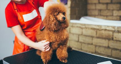 Scotland considers licensing dog groomers