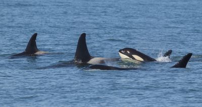 Post-menopause killer whales protect sons, study finds