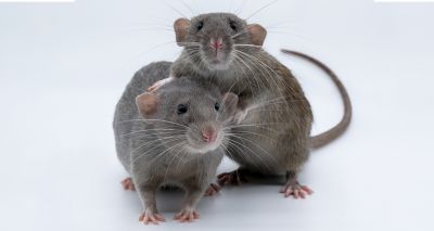 Research finds part of rats’ brains essential to play