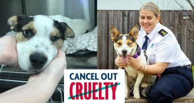 RSPCA asks vets to help 'Cancel Out Cruelty’
