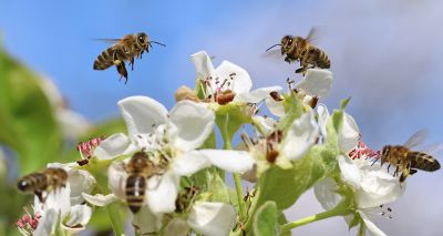 Bees woken week early by warming climate, study shows