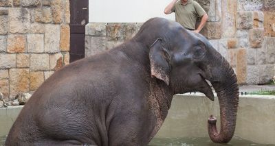 Academics create app to improve elephant welfare