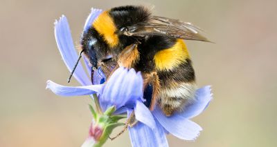 Bees’ Needs Week puts focus on helping pollinators