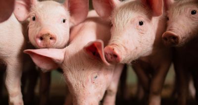 Pig Veterinary Society reminds vets of new Brexit requirements