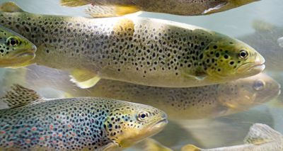 Government publishes new Aquatic Animal Disease Outbreak Plan