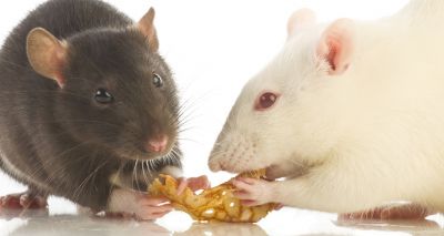 Rats ‘talk’ with their mouths full, scientists find