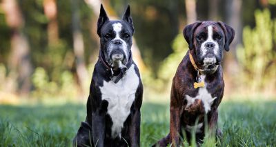 Over 1,100 dogs ear-cropped since 2020, RSPCA says