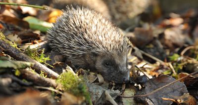 Wildlife centre releases first hoglets of year