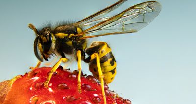 Big Wasp Survey seeks citizen scientists