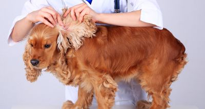 New otitis externa resources published