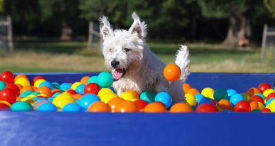 Giant ball pit raises money to feed pets