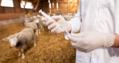 £6m project to develop new parasite vaccine for sheep