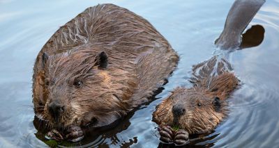 Three beaver kits born on Exmoor