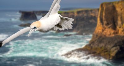 Scotland publishes wild bird avian flu plan